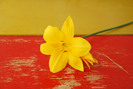 Wooden background with yellow lilies. Red and yellow painted tree background.の写真素材