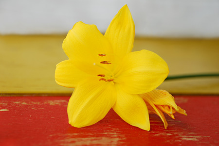 Wooden background with yellow lilies. Red and yellow painted tree background.の写真素材
