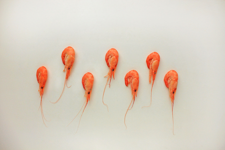 Top view of cooked shrimps isolated on white background. Cold cooked shrimp are tasty when served with cocktail sauce or added to salads.の写真素材