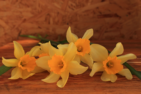 Spring easter background with daffodils flowers bouquet on wooden table. Copy space.の写真素材
