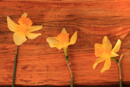Spring easter background with daffodils flowers bouquet on wooden table. Copy space.の写真素材
