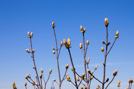 Chestnut bud tree on the clear blue sky background in spring. Horse-chestnut outside. Not bloomed young leaves of chestnut. Nature background.の写真素材