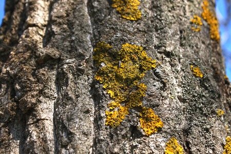 Lichen on tree branch. Lichen grows on rotten wood. Nature background,の写真素材