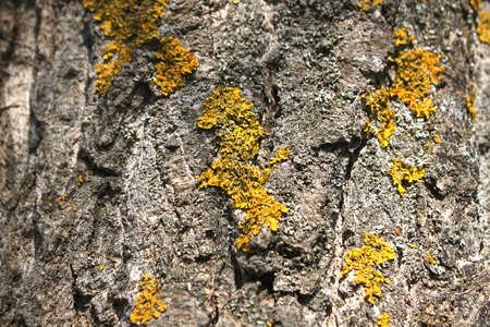 Lichen on tree branch. Lichen grows on rotten wood. Nature background,の写真素材