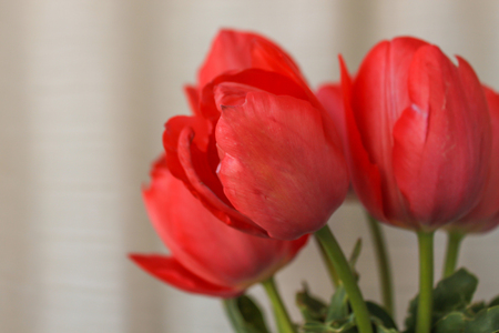 Fresh tender pink tulips in a vase with violet paper and ribbon bow on the background of crumpled linen fabric, copy space.の写真素材