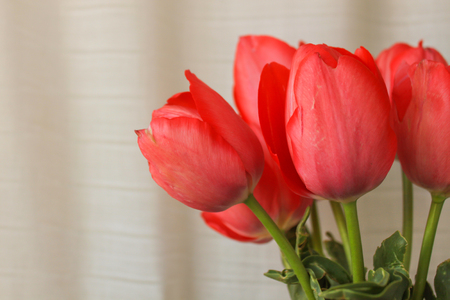 Fresh tender pink tulips in a vase with violet paper and ribbon bow on the background of crumpled linen fabric, copy space.の写真素材