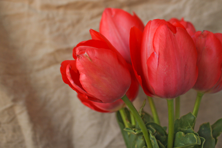 Fresh tender pink tulips in a vase with violet paper and ribbon bow on the background of crumpled linen fabric, copy space.の写真素材