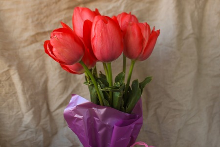 Fresh tender pink tulips in a vase with violet paper and ribbon bow on the background of crumpled linen fabric, copy space.の写真素材