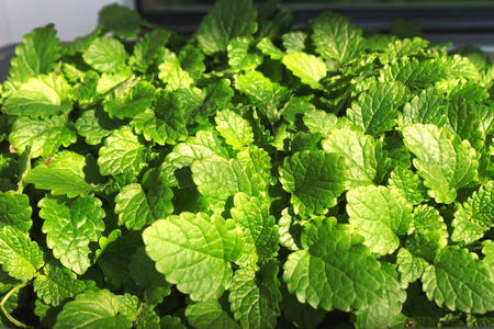 Young green leaves of lemon balm in a pot. Watering and growing of young plants on the windowsill at home.の写真素材