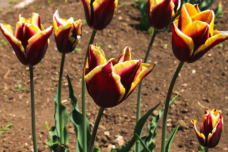 Flowers background of red tulips on the field.の写真素材