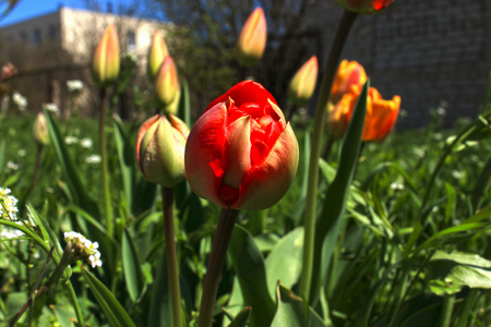 Flowers background of red tulips on the field.の写真素材
