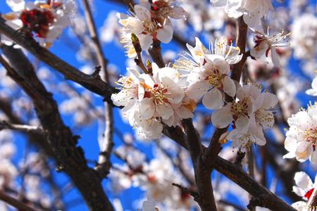 Beautiful floral spring abstract background of nature. Branches of blossoming apricot on light blue sky background.の写真素材
