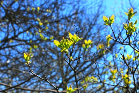 The first spring gentle leaves, buds and branches, blue sky, nature background.の写真素材