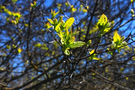 The first spring gentle leaves, buds and branches macro backgroundの写真素材