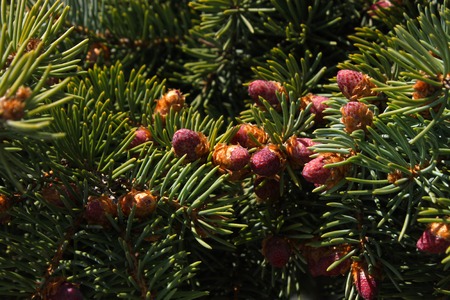 Beautiful color young fir cones on green branches, nature background.の写真素材