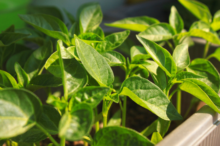 Close up of young red Chili pepper tree with fresh green leaves, growing at the windowsill.の写真素材