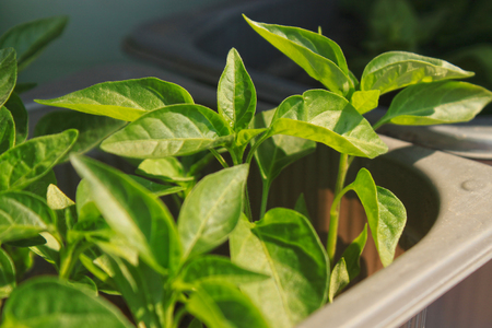 Close up of young red Chili pepper tree with fresh green leaves, growing at the windowsill at home. Watering young shoots of greens in a pot.の写真素材