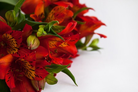 Bouquet of beautiful red Alstroemeria, Peruvian lily or Lily of the Incas flowers. White background isolated, copy space, greeting card.の写真素材