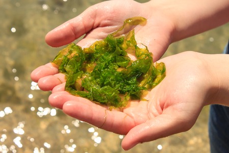 Young woman holds in hands fresh green laminaria seaweeds on the sea water background. Holds in hands. Breakfast, lunch, dinner. Raw, vegan, vegetarian healthy food, japanese cuisine recipes.の写真素材