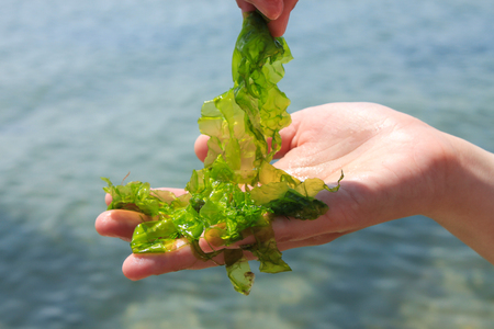 Young woman holds in hands fresh green laminaria seaweeds on the sea water background. Holds in hands. Breakfast, lunch, dinner. Raw, vegan, vegetarian healthy food, japanese cuisine recipes.の写真素材