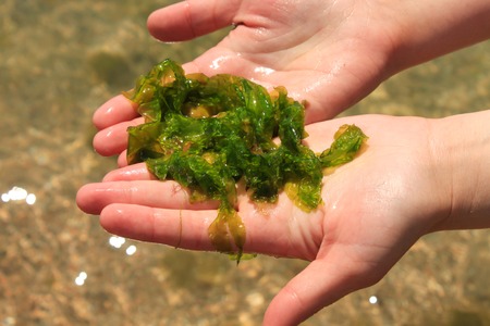 Young woman holds in hands fresh green laminaria seaweeds on the sea water background. Holds in hands. Breakfast, lunch, dinner. Raw, vegan, vegetarian healthy food, japanese cuisine recipes.の写真素材