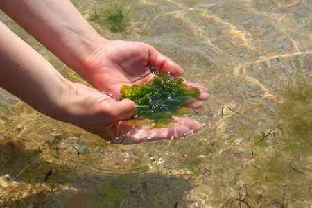 Young woman holds in hands fresh green laminaria seaweeds on the sea water background. Holds in hands. Breakfast, lunch, dinner. Raw, vegan, vegetarian healthy food, japanese cuisine recipes.の写真素材