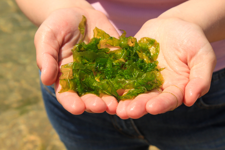 Young woman holds in hands fresh green laminaria seaweeds on the sea water background. Holds in hands. Breakfast, lunch, dinner. Raw, vegan, vegetarian healthy food, japanese cuisine recipes.の写真素材