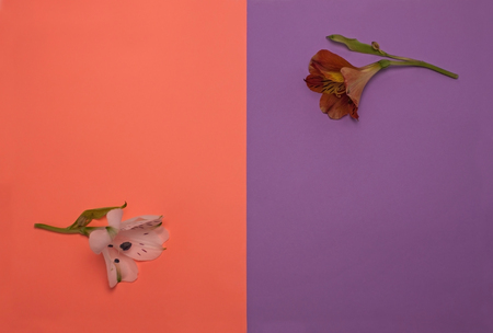 Beautiful red and white alstroemeria flowers on pastel peach and purple background, flat lay. top view, minimalismの写真素材