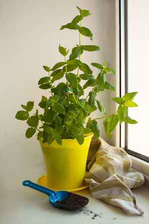 Home Organic Peppermint, Mentha piperita, on a window sill, gardening. Yellow pot and blue shovel with a ground.の写真素材