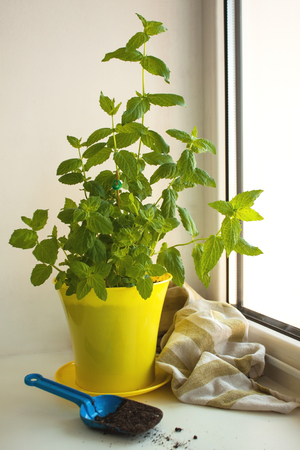 Home Peppermint, Mentha piperita, on a window sill. Growing herbs and greens in the apartment. Yellow pot, blue shovel with the ground.Watering plants,selection of soil,location and growing conditionsの写真素材