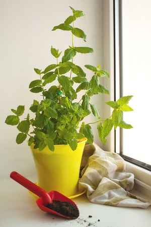 Home Organic Peppermint, Mentha piperita, on a window sill, gardening. Yellow pot and red shovel with the ground.の写真素材
