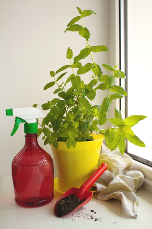 Home Organic Peppermint, Mentha piperita, on a window sill. Yellow pot, red spray bottle and shovel with a ground.の写真素材