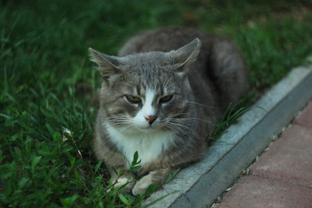Portrait of a gray white cat lying on the green grassの写真素材