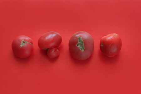 Ugly food concept, deformed tomatoes on the red background, copy space, minimalistic style.の写真素材