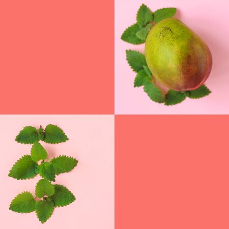 Green and red mango with mint leaves collage. Trendy background in fashionable coral color. Pop-art, minimalistic style. Copy space. Renovation concept. Color trends of the year. Creative image.の写真素材