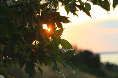 Beautiful summer night with colorful bokeh lights on the seashore. Evening on the sea coast, nature background, wallpaper. A ray of sunshine makes its way through the green foliage of a tree.の写真素材