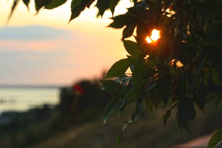 Beautiful summer night with colorful bokeh lights on the seashore. Evening on the sea coast, nature background, wallpaper. A ray of sunshine makes its way through the green foliage of a tree.の写真素材