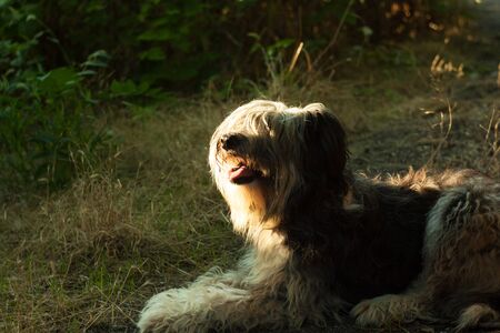 Black and white fluffy dog on a walk in the evening in the rays of the sun at sunset. Cute funny animals. Pets. The dog is sitting on a grass in the park.の写真素材