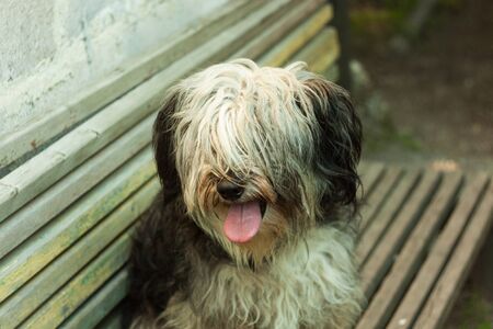Portrait of a black and white fluffy dog. Cute funny animals. Pets. The dog is sitting on a wooden bench in the street and showing tongue.の写真素材