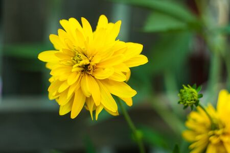 Beautiful yellow flowers, nature background. Rudbeckia laciniata, commonly called cutleaf coneflower or golden ball, is a species of flowering plant in the aster family.の写真素材