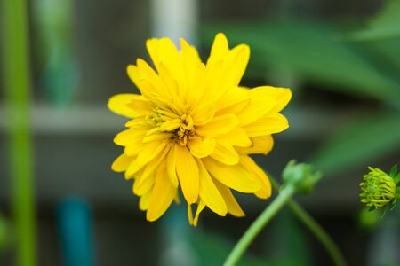 Beautiful yellow flowers, nature background. Rudbeckia laciniata, commonly called cutleaf coneflower or golden ball, is a species of flowering plant in the aster family.の写真素材