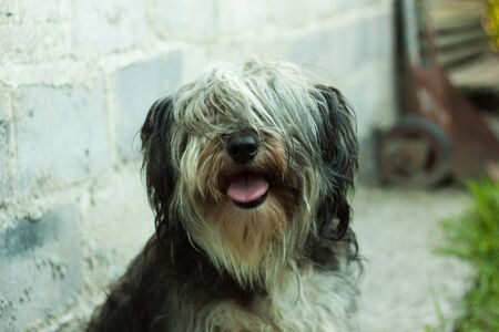 Portrait of a black and white fluffy dog. Cute funny animals. Pets. The dog is sitting on a wooden bench in the street and showing tongue.の写真素材