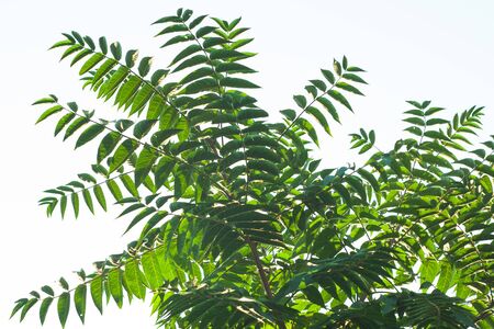 Ailanthus altissima fis a genus of trees belonging to the family Simaroubaceae. Branches with green leaves that look like a tall tropical palm tree. Ailanto, Tree of Heaven. Nature background.の写真素材