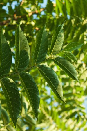Ailanthus altissima fis a genus of trees belonging to the family Simaroubaceae. Branches with green leaves that look like a tall tropical palm tree. Ailanto, Tree of Heaven. Nature background.の写真素材