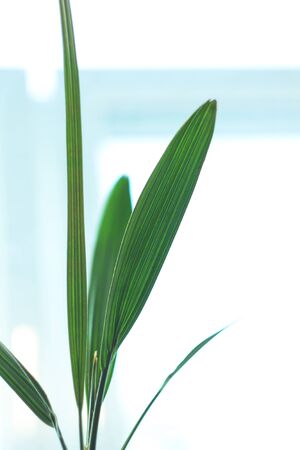 Close-up of single shiny green date palm leaf on light background. Tropical nature. Copy space.の写真素材