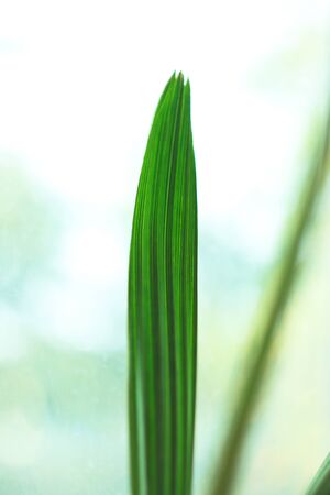 Close-up of single shiny green date palm leaf on light background. Tropical nature. Copy space.の写真素材