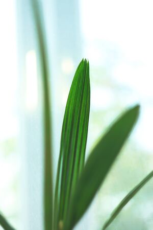 Close-up of single shiny green date palm leaf on light background. Tropical nature. Copy space.の写真素材
