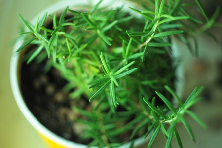 Fresh Rosemary herb in flower pot on a windowsill. Healthy food, greens, vegan, raw, organic products, vitamins,mineralsの写真素材