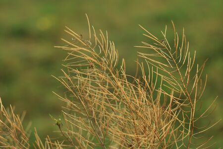 Beautiful background of dry grass, field on sunset, nature background, texture.の写真素材