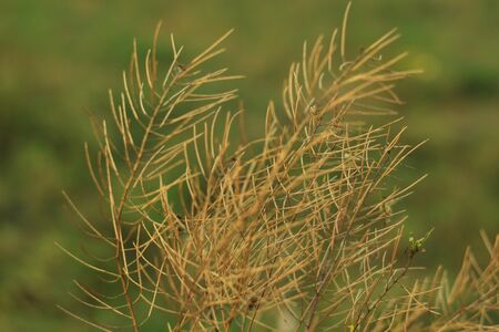 Beautiful background of dry grass, field on sunset, nature background, texture.の写真素材